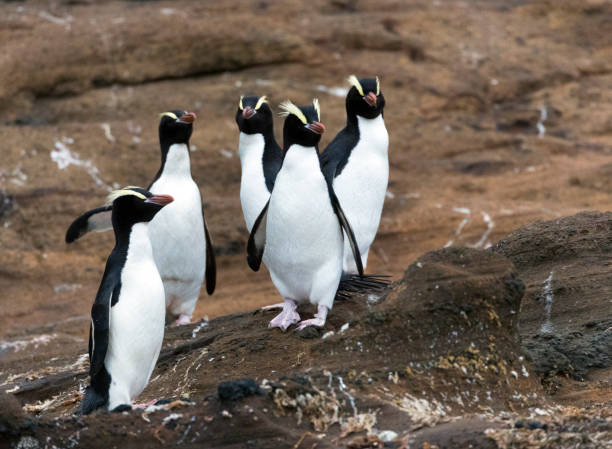 istock Erect-crested Penguin, Eudyptes sclateri 1436893651