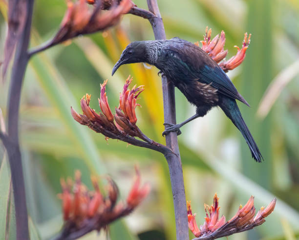 istock Tui, Prosthemadera novaeseelandiae novaeseelandiae 1436893696