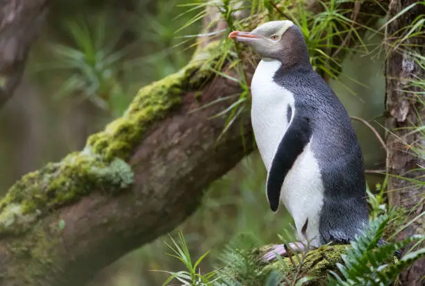 Yellow-eyed Penguin (Megadyptes antipodes) standing on a mossy branch on Enderby Island, part of the Auckland Islands, New Zealand.