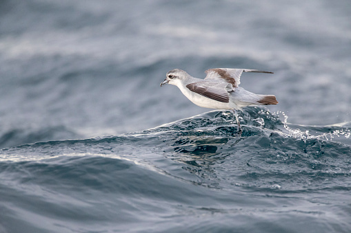 Fairy Prion (Pachyptila turtur) flying over the ocean off the coast of Kaikoura in New Zealand. Foraging in flight over slick made by chum during a chumming session.