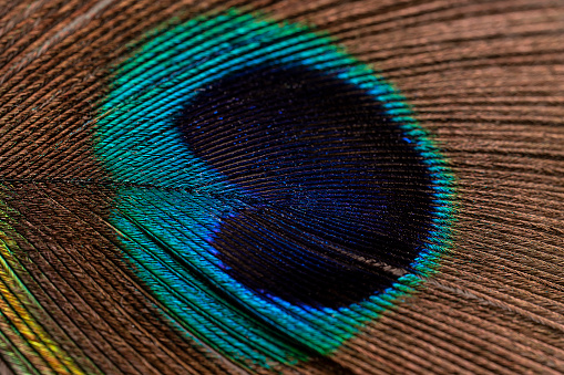 Peacock feather close up. Peacock feather close up. Bright background for screensavers.