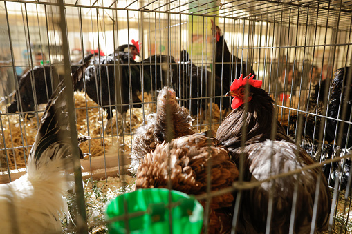 Shallow depth of field (selective focus) image with various breeds of chicken in cages at a farming fare.
