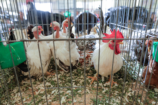 Shallow depth of field (selective focus) image with various breeds of chicken in cages at a farming fare.