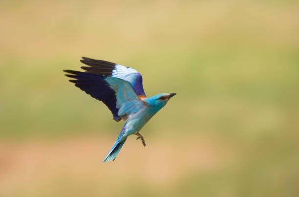istock Scharrelaar, European Roller, Coracias garrulus 1436899801
