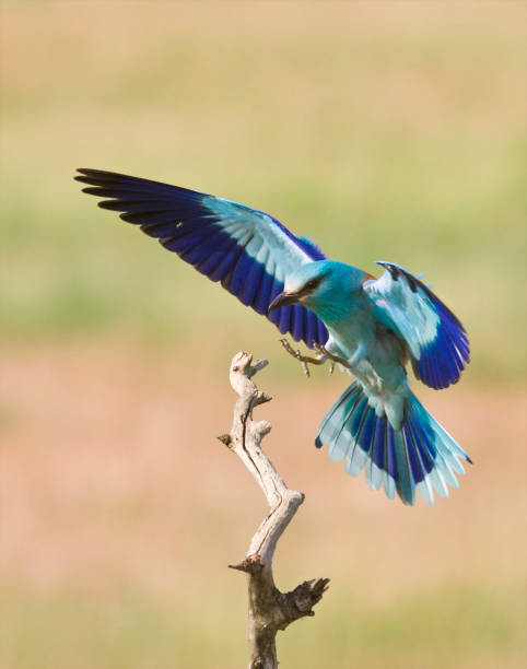 istock Scharrelaar, European Roller, Coracias garrulus 1436899887