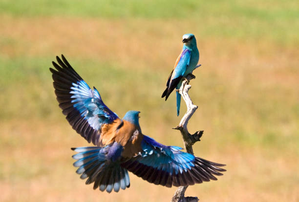 istock Scharrelaar, European Roller, Coracias garrulus 1436900096