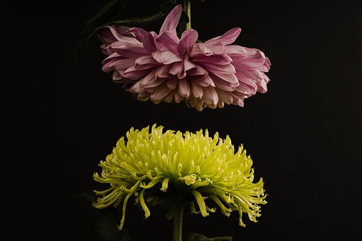 Beautifully lit Chrysanthemums before the dark background.