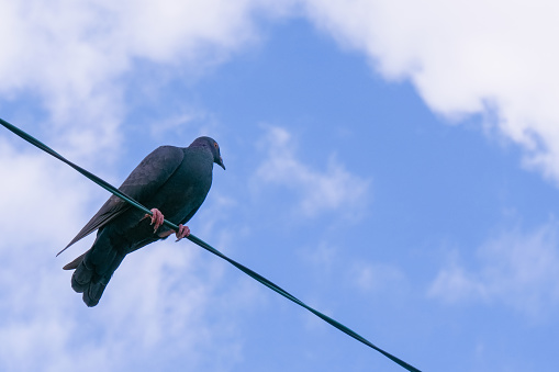 A dove perched on a wire against a blue sky
