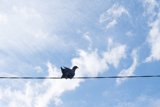 A dove perched on a wire against a blue sky