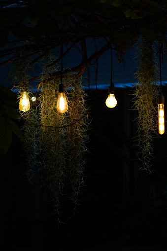Lanterns and bulb lights on tree