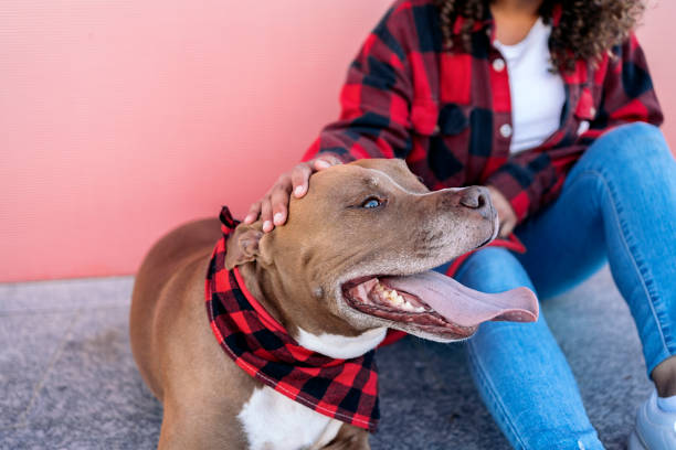 istock Cute Purebred Dog Portrait 1436904683