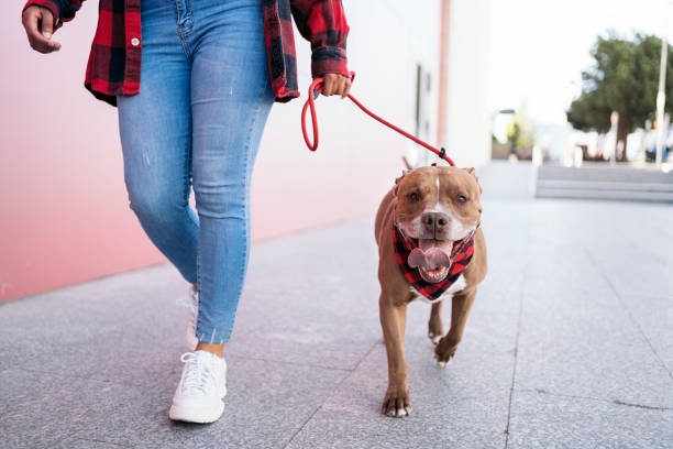 istock Dog Walking with his Owner 1436904685