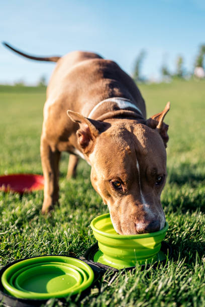 Cute Dog Drinking Water