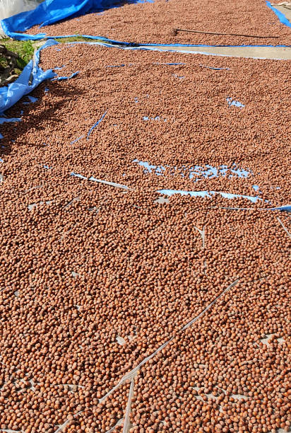Hazelnuts laid out to dry. Giresun, Turkey.