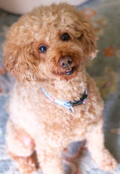 istock A toy poodle dog looking at camera. 1436905651