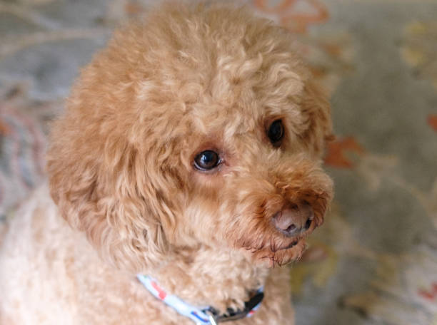 istock A toy poodle dog looking to the side. 1436905656