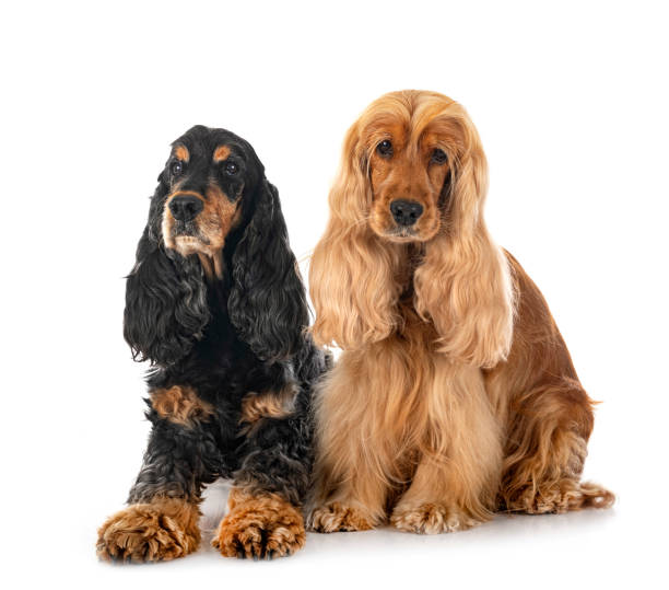 istock English Cockers Spaniels 1436905841