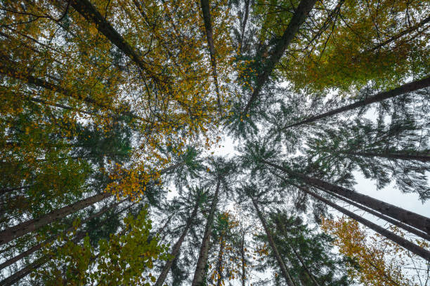 View up to the sky with trees. Beautiful nature in autumn.