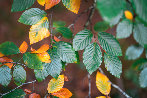 All sorts of different vegetation on the forest floor. Small branches. Lovely colors in autumn.