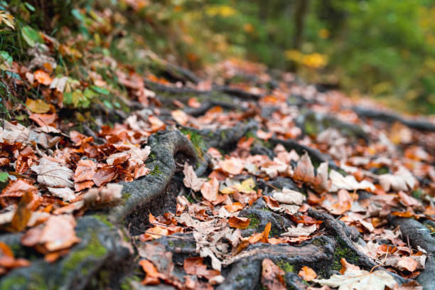 All sorts of different vegetation on the forest floor. Roots growing  out of a forest floor.