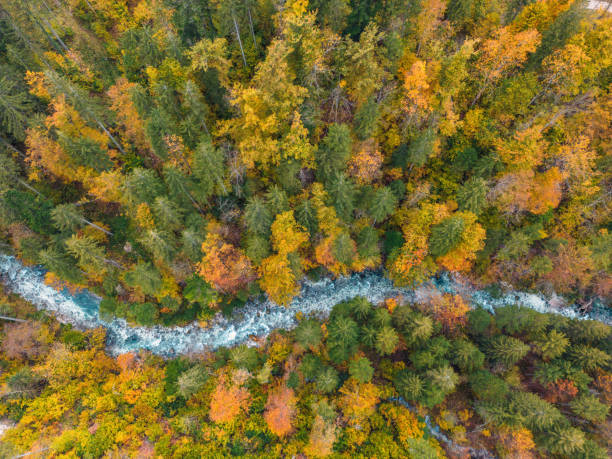 istock River In Autumn Season 1436910063