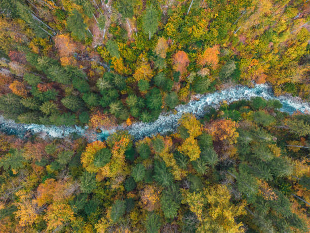 istock River In Autumn Season 1436910102