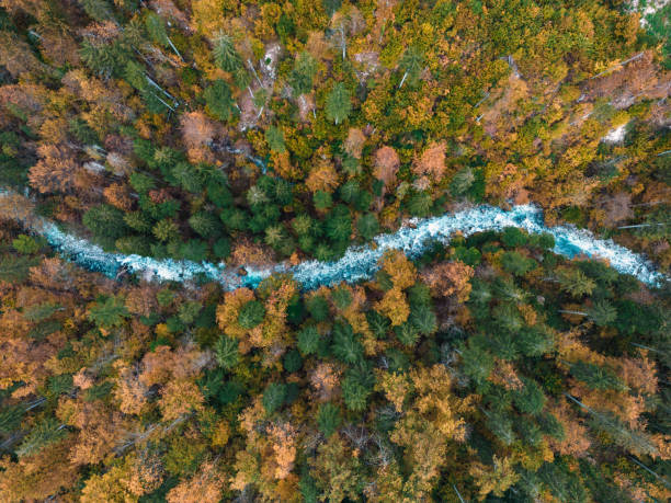 istock River In Autumn Season 1436910122