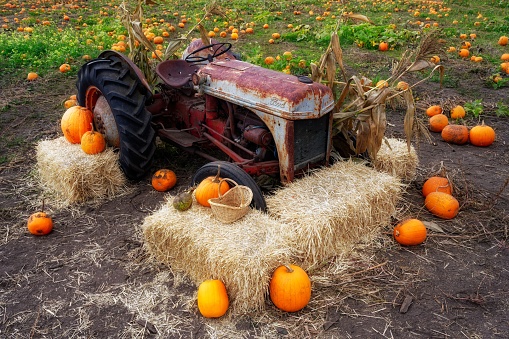 Central Saanich, Canada – October 21, 2022: A pumpkin on the ground with a tractor in Vancouver Island, BC Canada