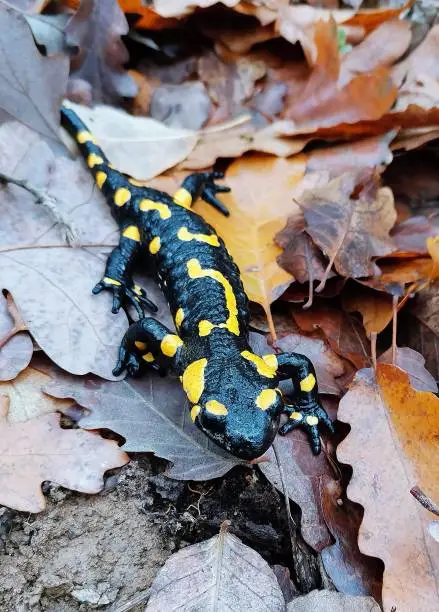 A vertical shot of the Fire Salamander in the forest on the dry fallen autumn leaves