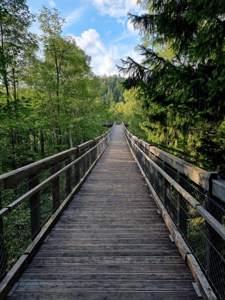 istock Vertical shot of the footpath bridge in the forest 1436911334
