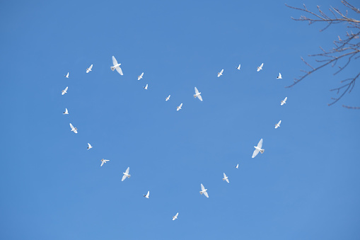 White doves flying in the blue sky. Dove of Peace, symbol. Heart shape frame