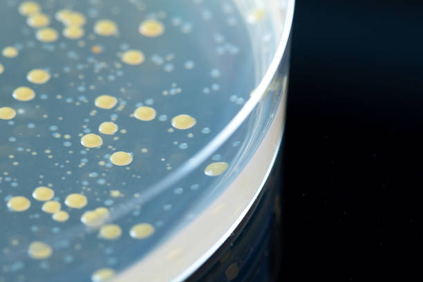 dettaglio della coltura batterica sulla capsula di petri (sfondo nero) - bacillus subtilis foto e immagini stock