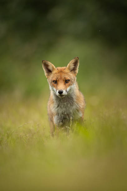 istock Orange fox in the meadow with the blurred background 1436911762