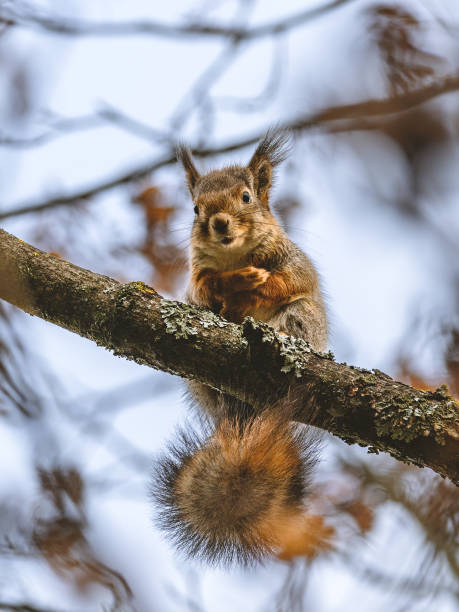 istock Vertical shot of a Fox squirrel on a tree branch with a blurry background 1436911797