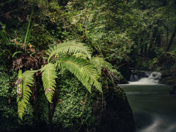 istock Beautiful lake view with lush greenery in Rome, Italy 1436911883