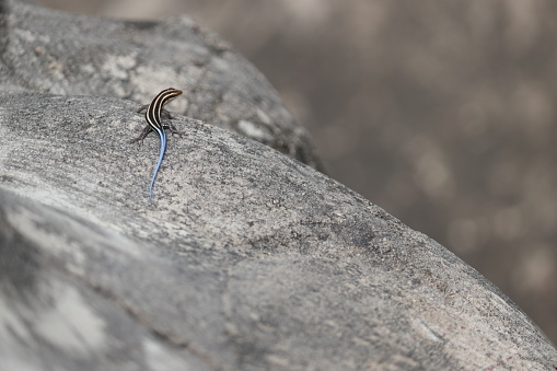 A closeup shot of a Blue-tailed skink on a rock