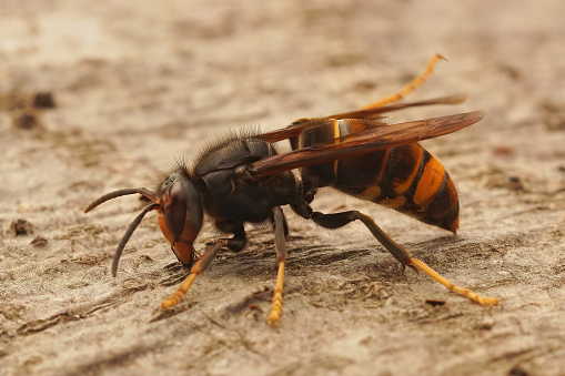 This Common wasp is collecting nesting material by using its jaws to scrape away a thin layer of material from this plank of wood. A well focussed close-up of this working insect with lots of detail.