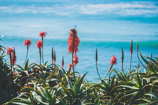 A beautiful shot of orange flowers taken at Laguna Beach, California