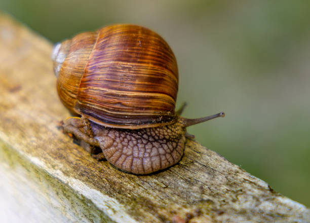 escargot romain - phlegmatic photos et images de collection