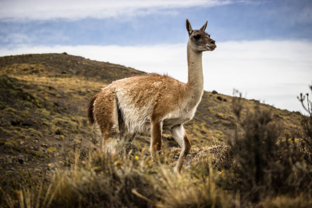 istock Brown white Guanaco on a hillside meadow 1436912185