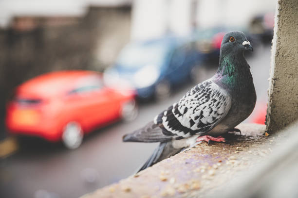 istock Closeup shot of a pigeon on a window ledge 1436912191