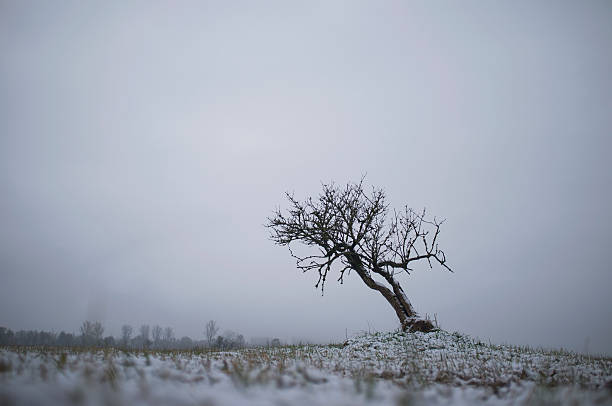 kahler baum wächst in verschneite landschaft - @jackstar stock-fotos und bilder