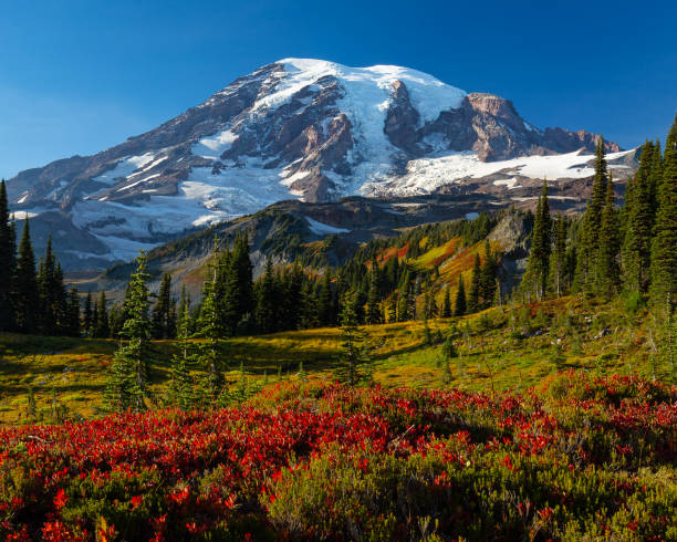 fascinante vista de un hermoso parque nacional mount rainier en ee.uu. - monte rainier fotografías e imágenes de stock