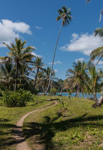 istock Vertical of a path through a green park with palms. 1436912446