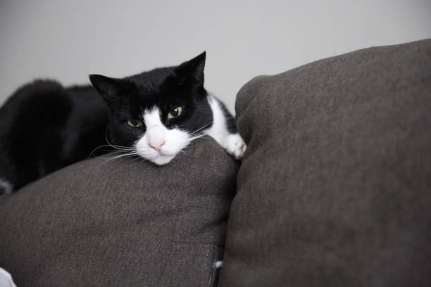 istock Adorable black white cat lounging on a sofa 1436912583