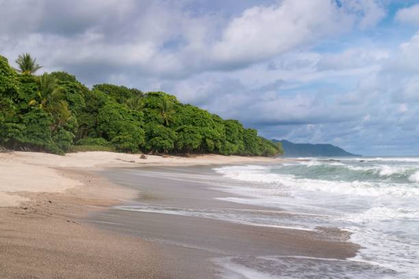 istock Green, dense forest by the sandy, tropical beach 1436912626