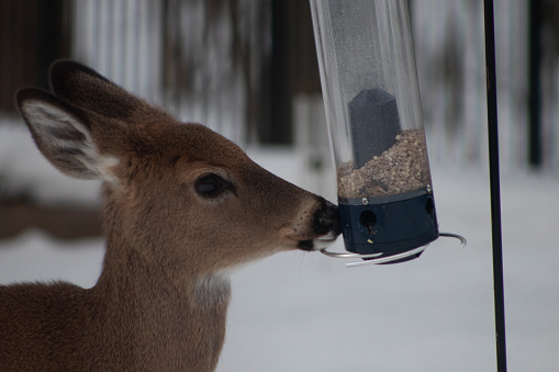 A young deer's snout touching the feeder in the snowy outdoors
