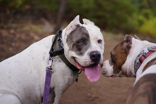 A selective focus shot of pit bulls in the forest