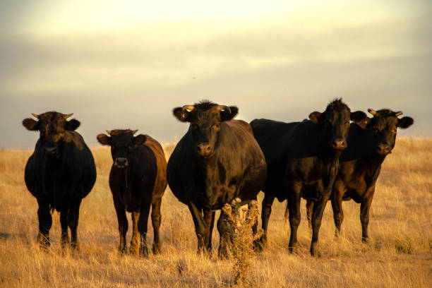 istock Group of dark buffalo standing in a brownfield 1436913069