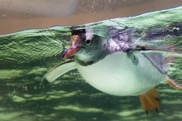 istock Closeup shot of a cute penguin floating inside an aquarium 1436913076